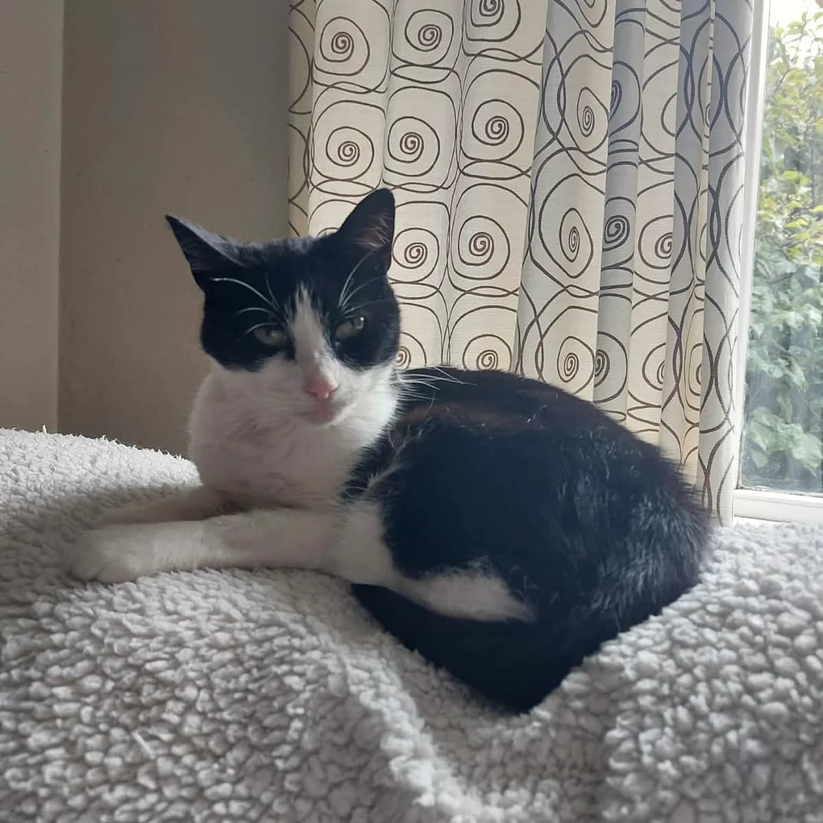 A black and white cat resting on a soft blanket in the window light.