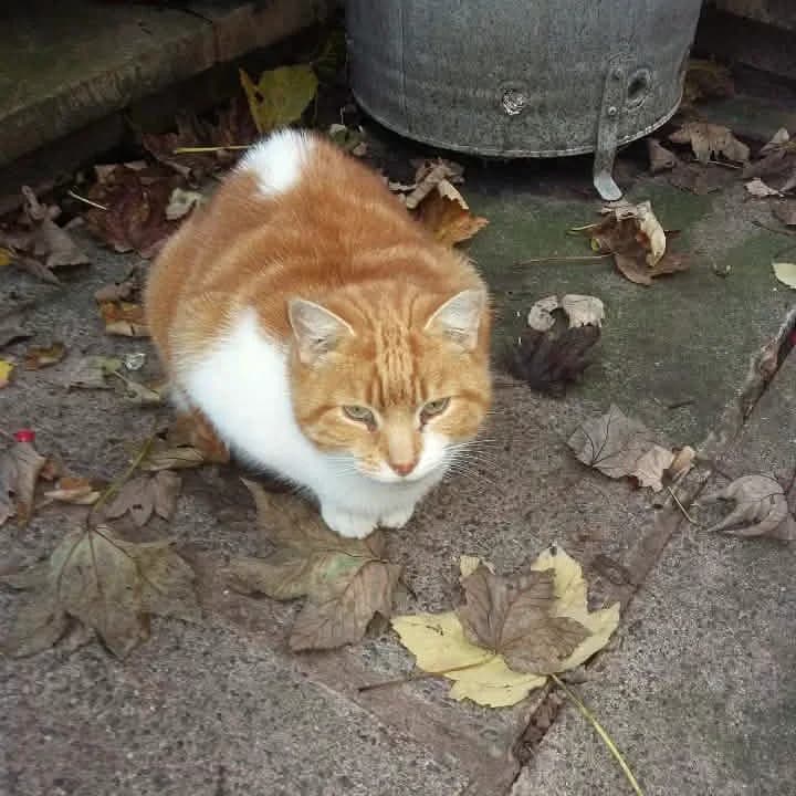 A ginger and white cat sitting outside among fallen autumn leaves.