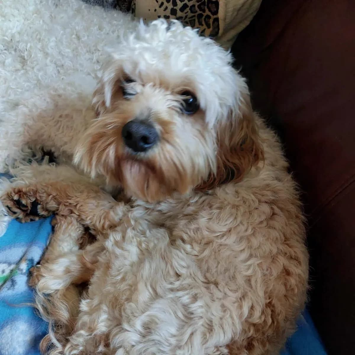A curly apricot coated dog curled up on a sofa in a fosterer's home.