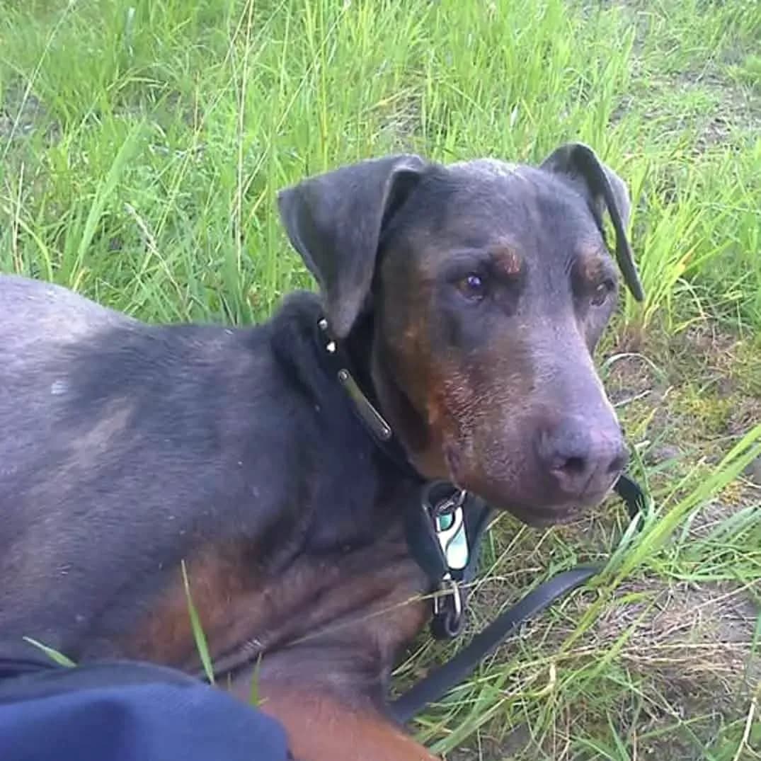 A Dobermann lying in long grass, looking up towards the camera.