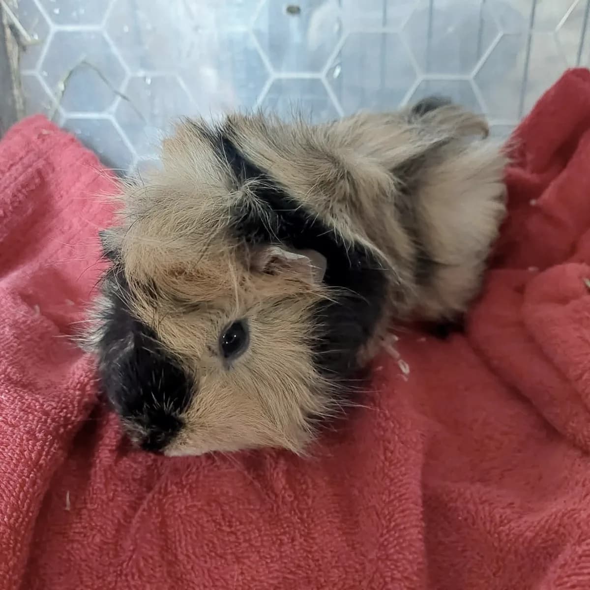 A long haired guinea pig sitting on a folded towel.