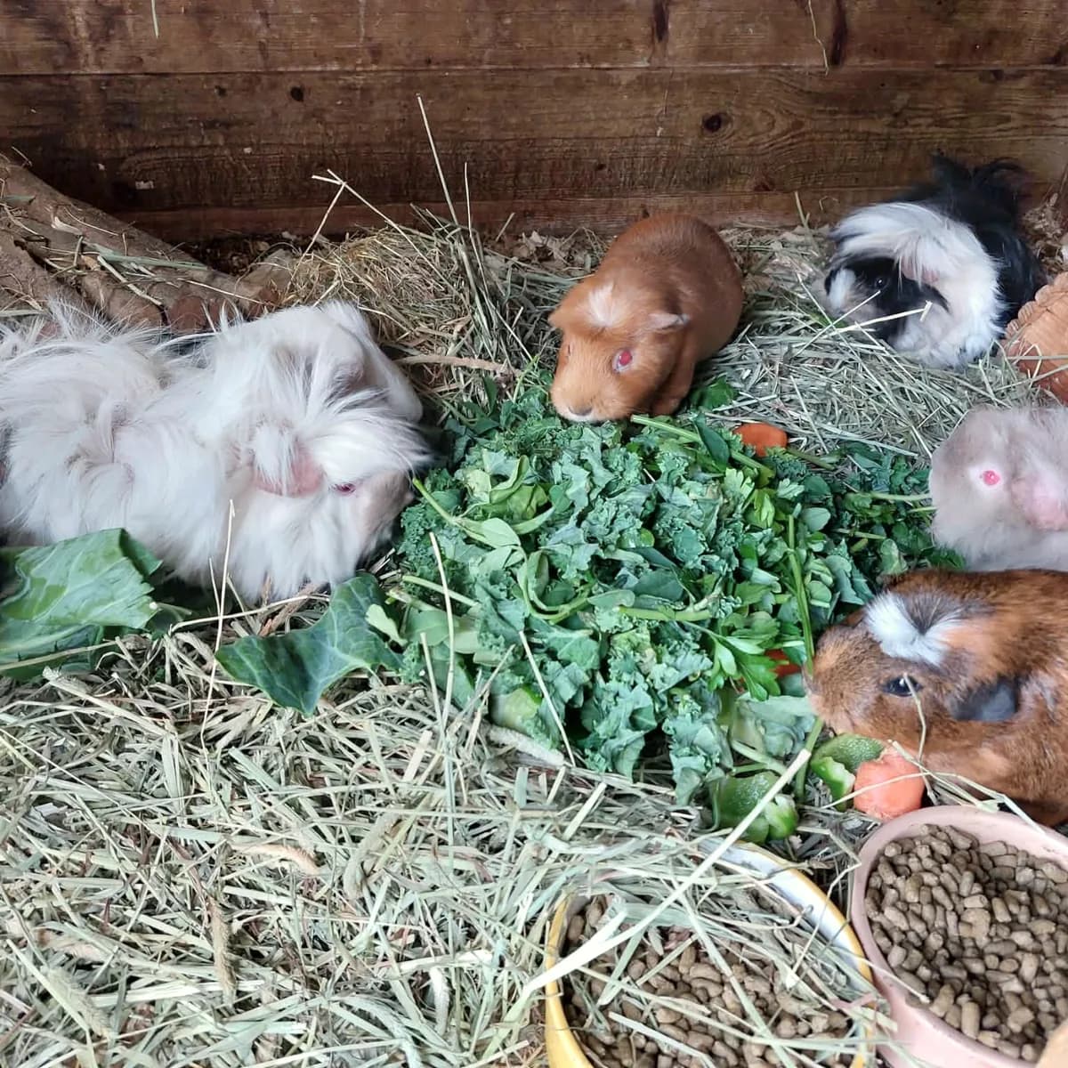 Six guinea pigs sharing a pile of fresh greens on a bed of hay.