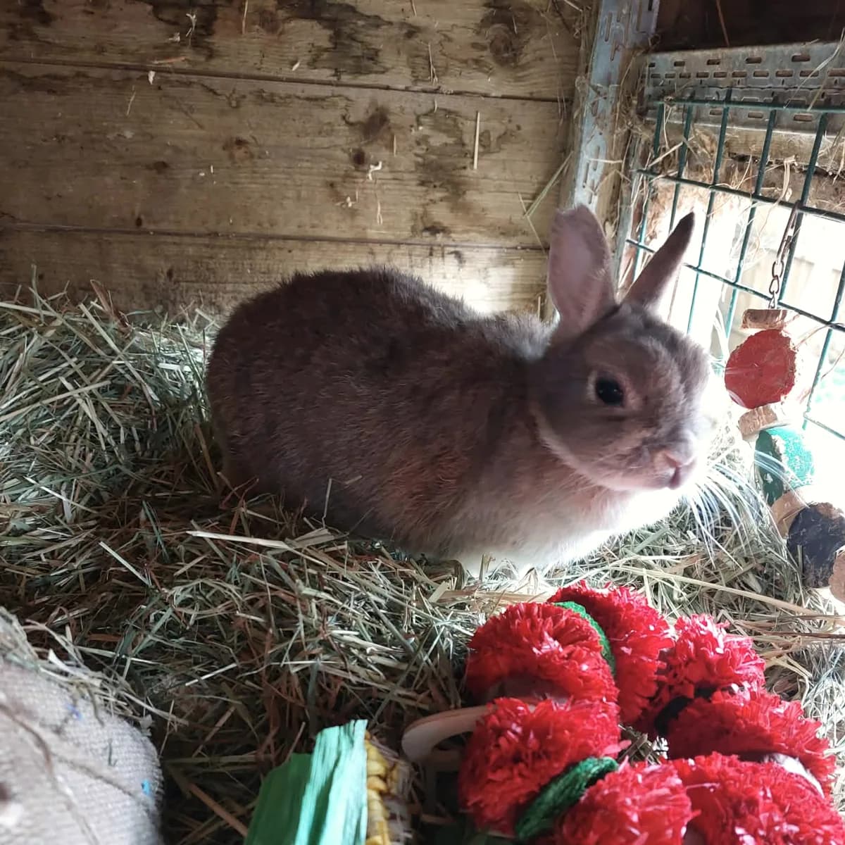 A brown rabbit sitting in deep hay beside its chew toys.