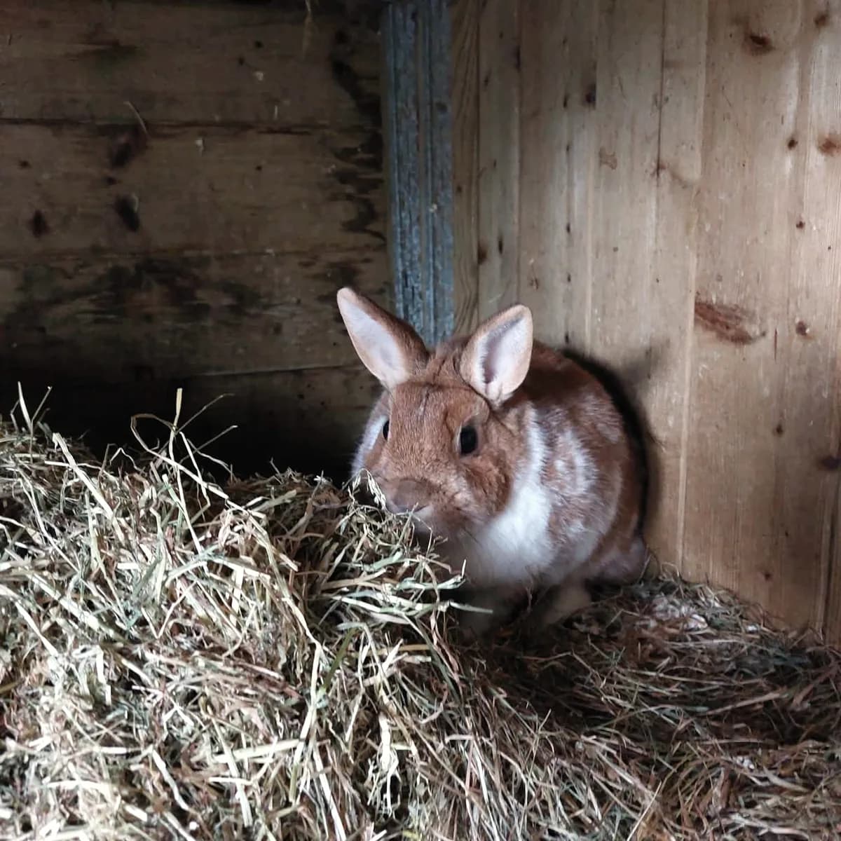 A sandy coloured rabbit in a wooden hutch, next to a pile of hay.